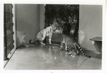 Bengal and white tigers fighting one another in their enclosure at Crandon Park Zoo