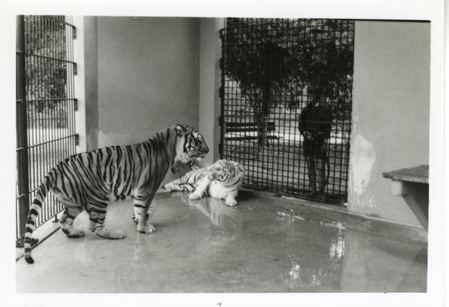 Bengal and white tigers growling at each other in their enclosure at Crandon Park Zoo