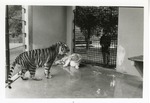[1950/1970] Bengal and white tigers growling at each other in their enclosure at Crandon Park Zoo