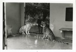 Bengal and white tigers seated near each other at Crandon Park Zoo