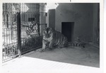[1950/1970] Bengal tiger laying down in the shade of its enclosure at Crandon Park Zoo