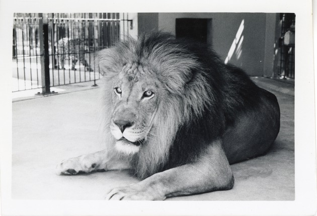 Lion laying in its enclosure at Crandon Park Zoo