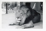 [1950/1970] Lion laying in its enclosure at Crandon Park Zoo
