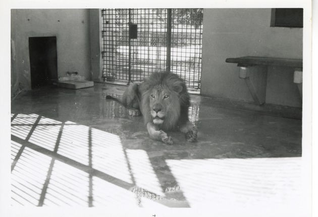 Lion laying in the shade in its enclosure at Crandon Park Zoo