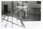 [1950/1970] Lion laying in the shade in its enclosure at Crandon Park Zoo