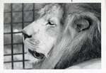 [1950/1970] Close-up of a lion at Crandon Park Zoo