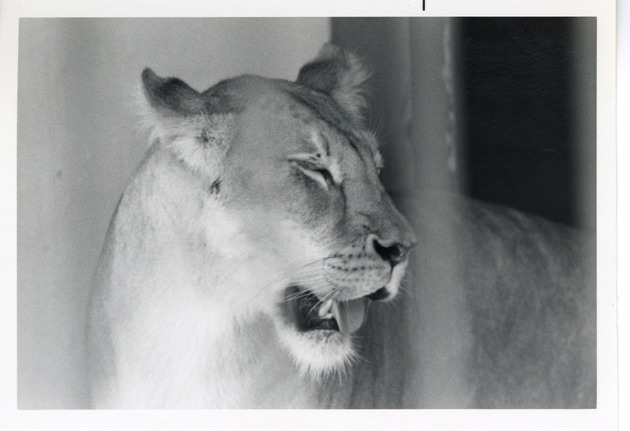 Lioness in its enclosure at Crandon Park Zoo