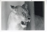 [1950/1970] Lioness in its enclosure at Crandon Park Zoo