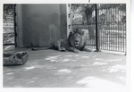 Lion laying against enclosure wall at Crandon Park Zoo