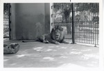 [1950/1970] Lion laying up against its enclosure wall at Crandon Park Zoo