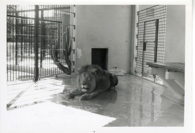 Lion laying in the middle of its enclosure at Crandon Park Zoo