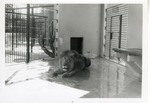 [1950/1970] Lion laying in the middle of its enclosure at Crandon Park Zoo