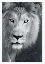 Close-up of a lion's face at Crandon Park Zoo
