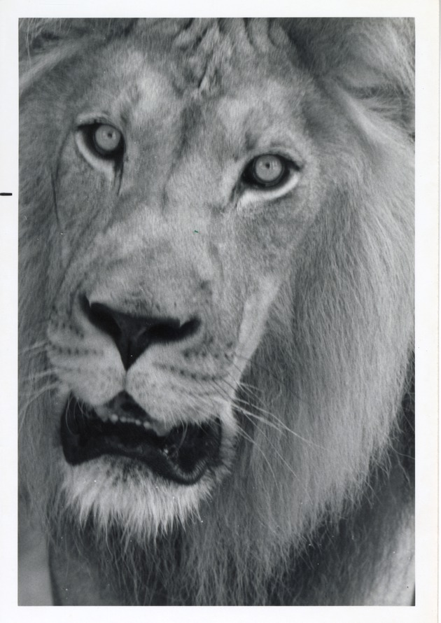 Close-up of a lion in its enclosure at Crandon Park Zoo