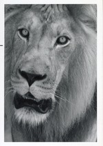 [1950/1970] Close-up of a lion in its enclosure at Crandon Park Zoo