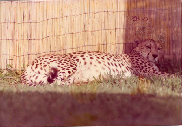 Pregnant cheetah laying half in the sunlight in its enclosure at Crandon Park Zoo