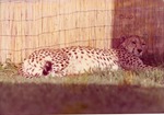 [1950/1970] Pregnant cheetah laying half in the sunlight in its enclosure at Crandon Park Zoo