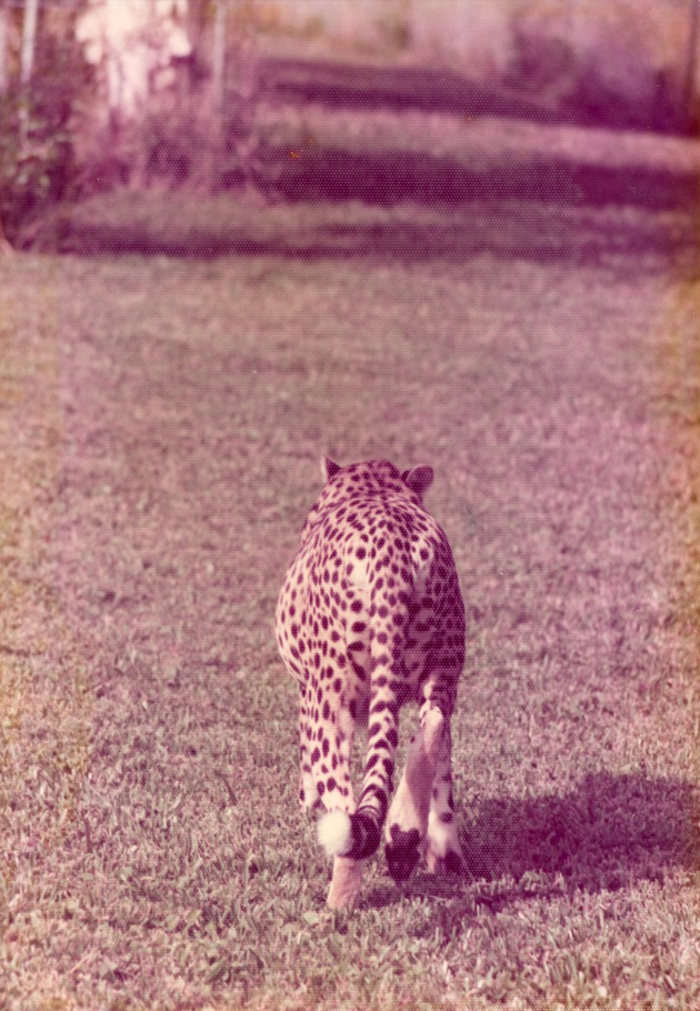 Pregnant cheetah seen walking away from behind at Crandon Park Zoo