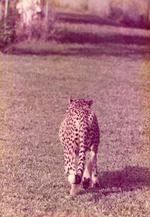 [1950/1970] Pregnant cheetah seen walking away from behind at Crandon Park Zoo