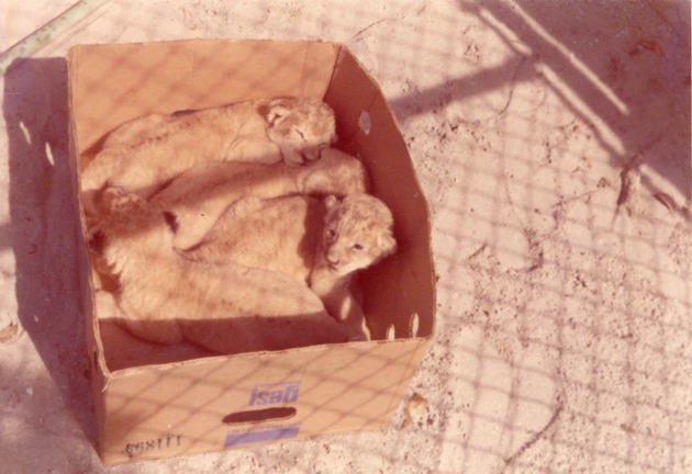 Four newborn lion cubs in a box at Crandon Park Zoo