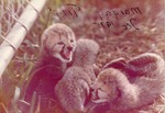 [1950/1970] Three newborn cheetah cubs laying together next to a fence at Crandon Park Zoo
