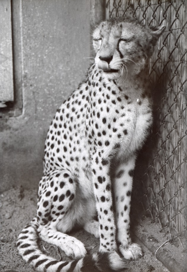 Cheetah regally seated with eyes closed in its enclosure at Crandon Park Zoo