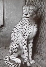 [1950/1970] Cheetah regally seated with eyes closed in its enclosure at Crandon Park Zoo