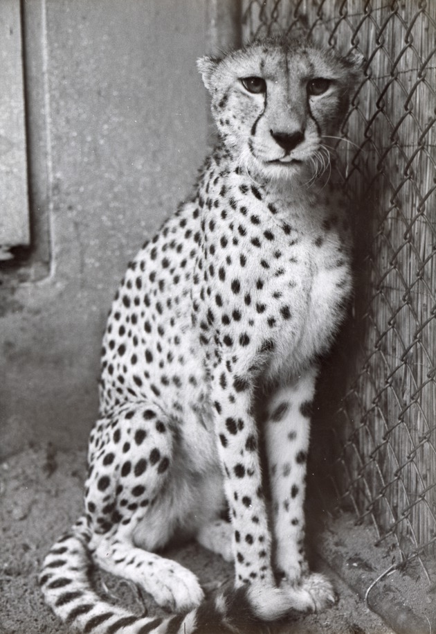 Cheetah regally seated in its enclosure at Crandon Park Zoo