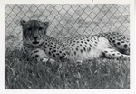 Cheetah laying against a fence in its enclosure at Crandon Park Zoo