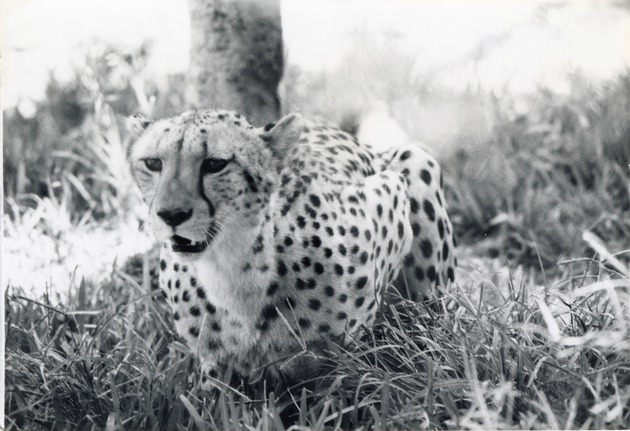 Cheetah crouched down in the grass of its enclosure at Crandon Park Zoo