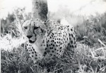 Cheetah crouched down in the grass of its enclosure at Crandon Park Zoo