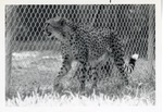 Cheetah walking alongside the fence of its enclosure at Crandon Park Zoo