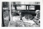 [1950/1970] Two cheetahs laying down in their enclosure at Crandon Park Zoo