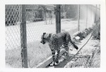 Cheetah walking beside the fence in its habitat at Crandon Park Zoo