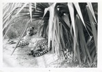 [1970] Cheetah laying beneath the leaves of plants in its enclosure at Crandon Park Zoo