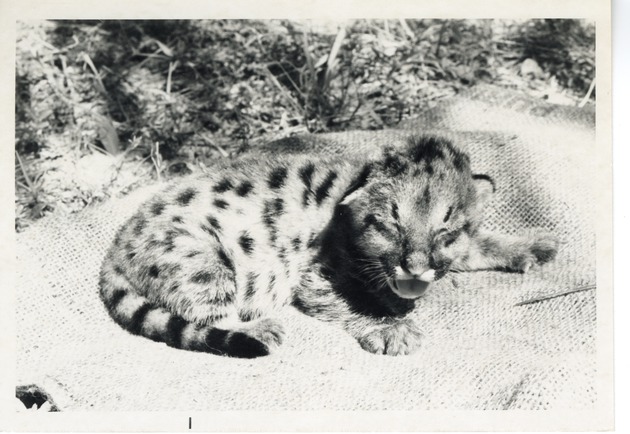 Puma cub laying down on cloth at Crandon Park Zoo