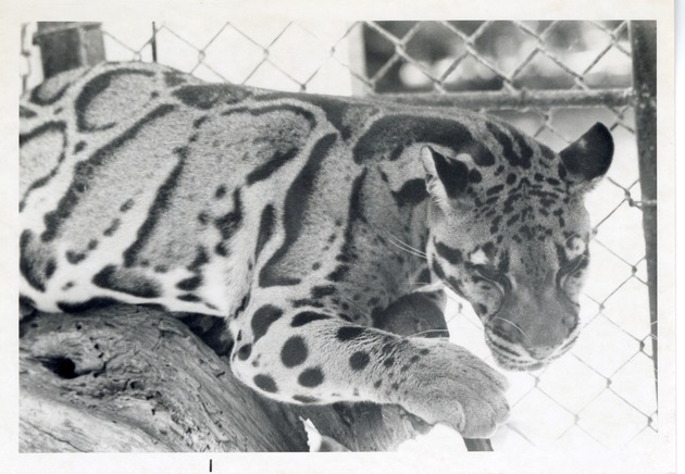 Clouded leopard laying on a log in its enclosure at Crandon Park Zoo