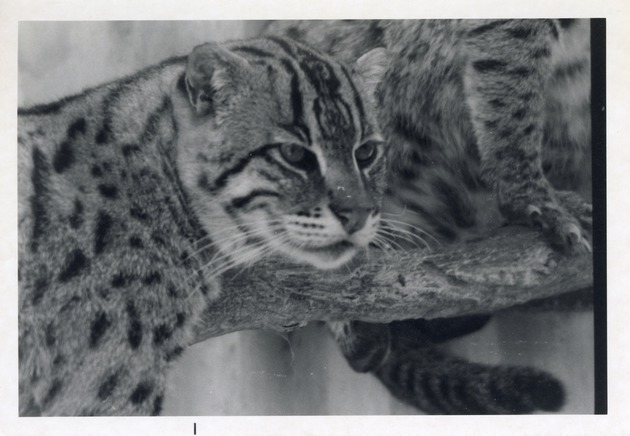 Fishing cats in their enclosure at Crandon Park Zoo