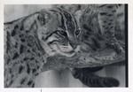 [1950/1970] Fishing cats in their enclosure at Crandon Park Zoo