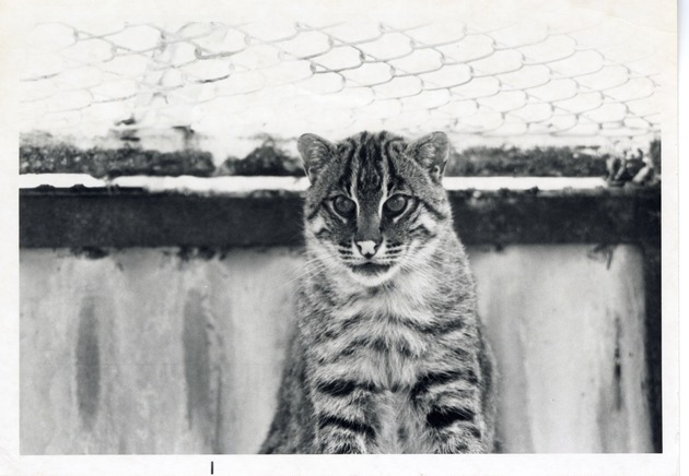 Fishing cat seated proudly in its enclosure at Crandon Park Zoo