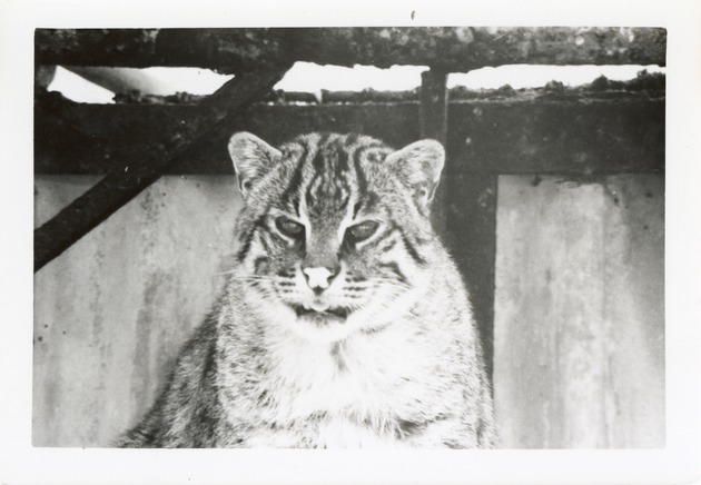 Close-up of fishing cat seated in its enclosure at Crandon Park Zoo