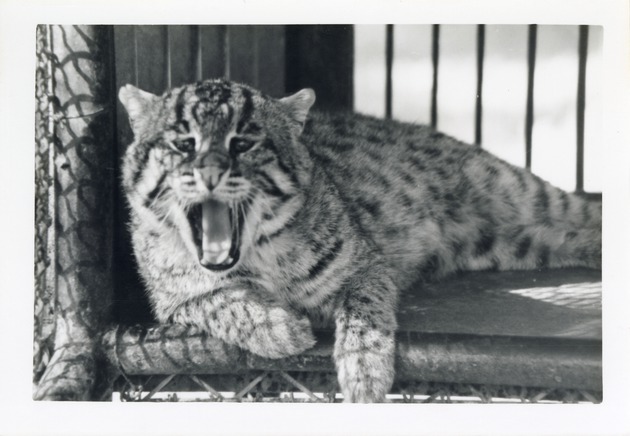 Fishing cat yawning while laying in its enclosure at Crandon Park Zoo