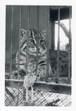 Fishing cat with one paw put through the bars of its enclosure at Crandon Park Zoo