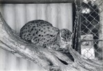Fishing cat curled up on a log in its enclosure at Crandon Park Zoo
