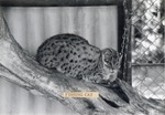 [1950/1970] Fishing cat laying curled up on a log at Crandon Park Zoo