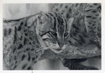 [1950/1970] Fishing cats in their enclosure together at Crandon Park Zoo