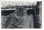 [1950/1970] Close-up of a fishing cat in its enclosure at Crandon Park Zoo