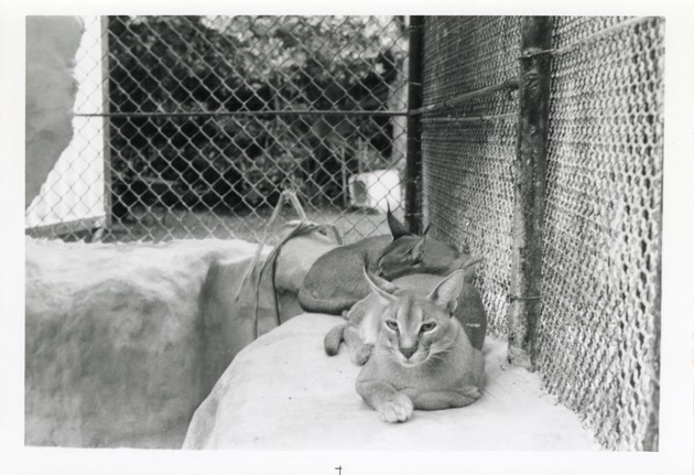 Caracal lynx curled up on the edge of their enclosure at Crandon Park Zoo
