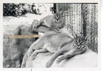 Two caracal lynx laying on the edge of their enclosure at Crandon Park Zoo
