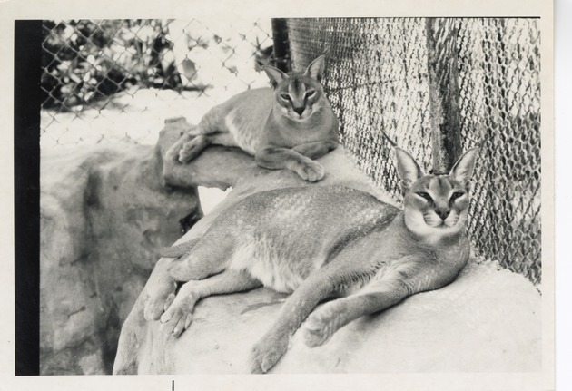 Two caracal lynx laying at the edge of their enclosure at Crandon Park Zoo